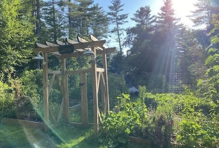 The homestead garden: a wooden arbor over raised beds with tall pines behind in golden light.